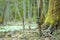 GSM camera trap placed in the swamp