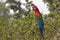 Guacamayo rojo Ara chloropterus