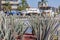 Guadalajara, Jalisco Mexico. January 8, 2023, Agave plants decorating around the Glorieta Minerva fountain