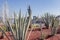 Guadalajara, Jalisco Mexico. January 8, 2023. Agave plants decorating Glorieta Minerva fountain