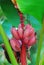 Guadeloupe- Exotic Pink Bananas on the Tree