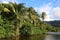 Guadeloupe jungle landscape