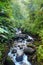 Guadeloupe National Park rainforest river