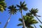 Guadeloupe palm trees