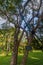 Guaiacum officinale tree in Peradeniya Royal Botanical Gardens near Kandy, Sri Lanka. Wood o this tree is the densest of
