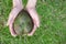 Guanabana heart form in mans hands on green grass background