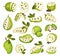 Guanabana or Soursop Green Fruit with Sour Citrus Flavor Big Vector Set