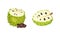 Guanabana tropical fruit set. Exotic sweet soursop with dark green rind with thorns, white pulp and black seeds vector