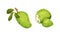 Guanabana tropical fruit set. Whole and cut exotic ripe green soursop, annona cherimola or graviola vector illustration