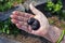 Guanacaste, Monkey-ear tree or Elephant-ear tree seed, Enterolobium cyclocarpum, on hand