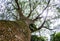 Guanacaste tree, National tree of Costa Rica