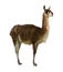 Guanaco