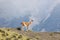 Guanaco Against the Glaciers in Torres del Paine National Park, Chile