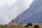 Guanaco Against the Glaciers in Torres del Paine National Park, Chile