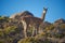 Guanaco on the Altiplano