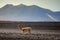 Guanaco in the altiplano region high in the Andes mountains ofd Bolivia