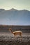 Guanaco in the altiplano region high in the Andes mountains ofd Bolivia