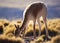 Guanaco, Atacama Desert, Chile