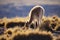 Guanaco, Atacama Desert, Chile