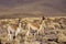 Guanaco, Atacama Desert, Chile