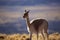 Guanaco, Atacama Desert, Chile