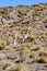 Guanaco in the Atacama Desert - Chile