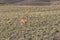 Guanaco at atacama desert - horizontal