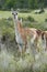 Guanaco Among the bush