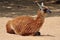 Guanaco camelid animal