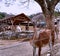 The guanaco, a camelid native to South America, displaying a sorrowful look and her fellow guanaco looking at her from behind