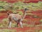 Guanaco in a colorful landscape.