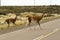 Guanaco crossing the route in Patagonia