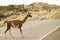 Guanaco crossing the route in peninsula valdes in patagonia