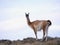 Guanaco de Tierra del Fuego