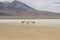 Guanaco Desert bolÃ­via.