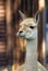 Guanaco eating green hays. Color photo.