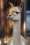 Guanaco eating green hays. Color photo.