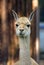 Guanaco eating green hays. Color photo.