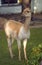 Guanaco eating green hays. Color photo.