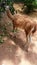 Guanaco is eating the leaves