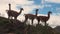 Guanaco exotic mammal wild animal in Andes mountains of Patagonia.