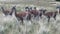 Guanaco exotic mammal wild animal in Andes mountains of Patagonia.