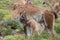 Guanaco feeds her young.