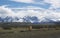 Guanaco in front of Torres del Paine NP