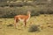 Guanaco grazing