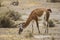 Guanaco grazing