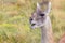 Guanaco grazing at natural  meadow of Patagonia - green meadow and blue sky