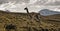 Guanaco grazing in south america