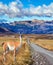 The guanaco grazing in the steppe