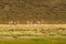 Guanaco herd
